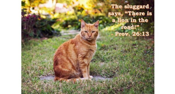 Proverbs Reader